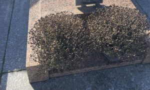 Quelles fleurs résistent le mieux sur une tombe en plein soleil ?