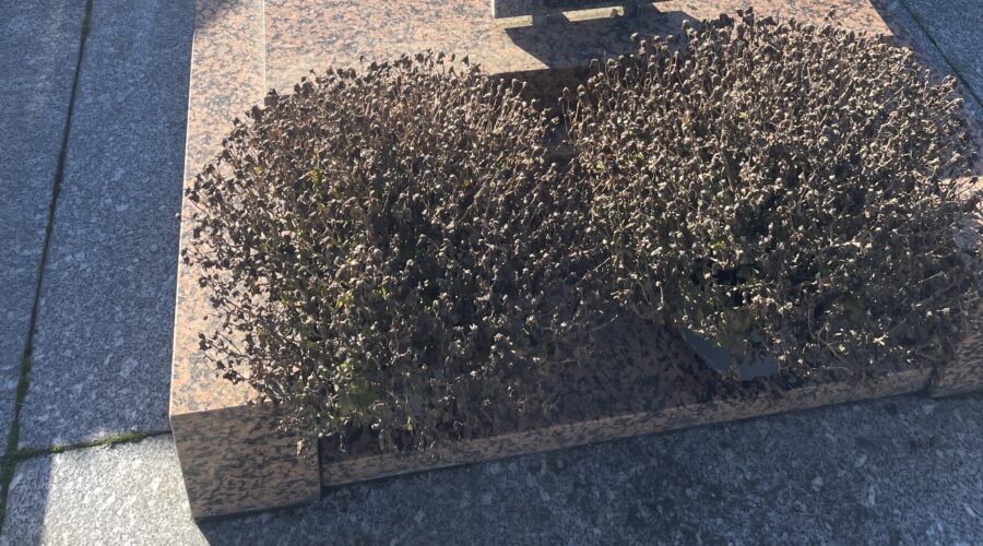 Quelles fleurs résistent le mieux sur une tombe en plein soleil ?