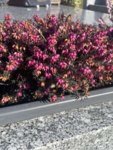 plantes à très faible entretien sur une tombe