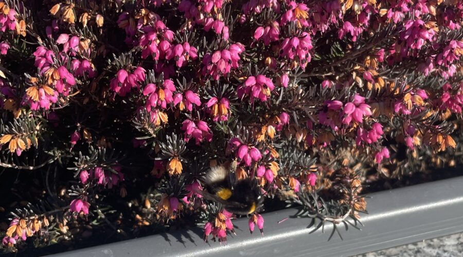 plantes à très faible entretien sur une tombe