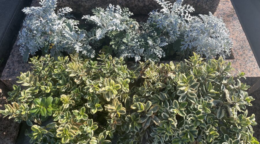 Fleurir une tombe en hiver