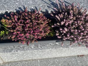 Fleurs naturelles ou artificielles : lesquelles vieillissent le mieux ?