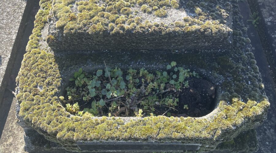 Nettoyage de tombe très sale : par où commencer ?