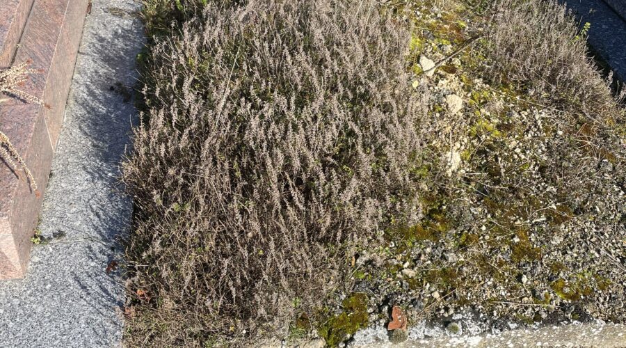 Tombe ancienne en mauvais état : quand et comment intervenir ?