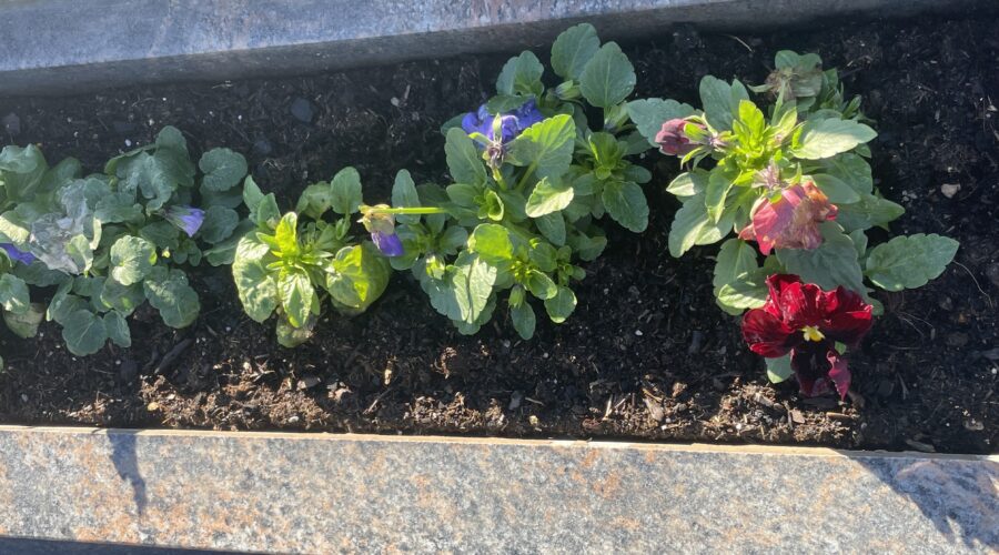 Fleurs naturelles ou artificielles sur une tombe : que choisir et pourquoi ?