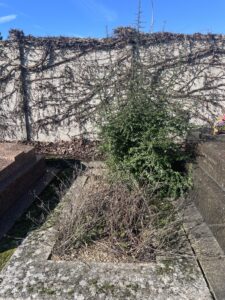 Tombe envahie par les mauvaises herbes