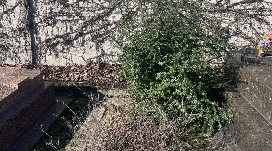 Tombe envahie par les mauvaises herbes