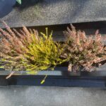 planter des fleurs en pleine terre sur une tombe