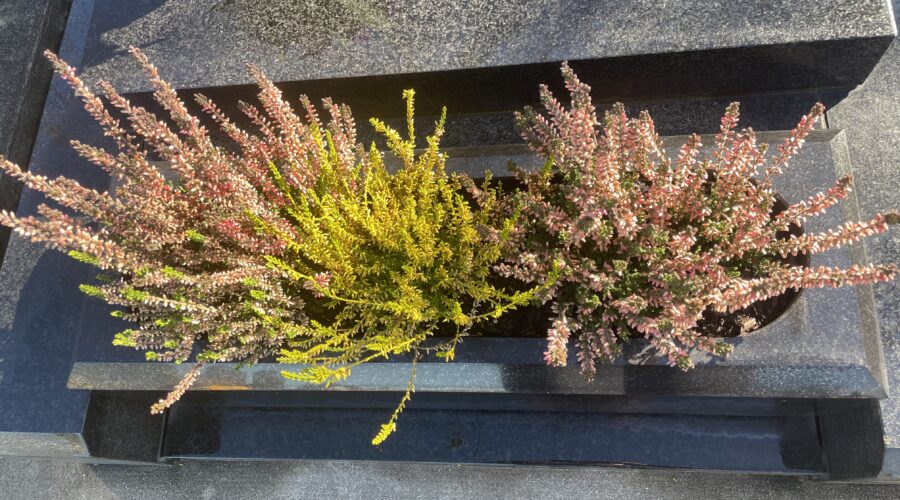 planter des fleurs en pleine terre sur une tombe